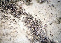 Как избавиться от муравьев в огороде навсегда: сравнение способов
